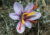 Κροκος (Crocus cartwrightianus) στο Σουνιο