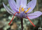 Κροκος (Crocus cartwrightianus) στο Σουνιο