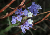 Limonium sinuatum στο Σουνιο