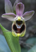 Υμηττος, ορχιδεες, Ophrys tenthredinifera