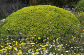 Euphorbia acanthothamnos στον Υμηττο