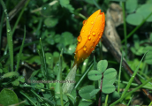 Κιτρινος κροκος (Crocus olivieri) στο Μαιναλο