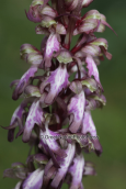 Ορχιδεα (Himantoglossum robertianum) στα μεσογεια Αττικης