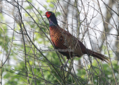 Φασιανος (Phasianus colchicus) στο δελτα του Νεστου