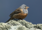 Φρυγανοτσιχλονο (Emberiza caesia) στο βουνο της Οχης στην Ευβοια