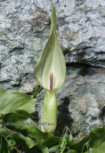 Arum maculatum  στο βουνο της Οχης στην Ευβοια