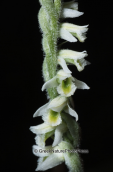 Ορχιδεα (Spiranthes spiralis) στο Σουνιο