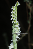 Ορχιδεα (Spiranthes spiralis) στο Σουνιο