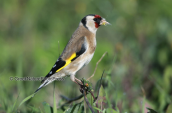 Καρδερινα (Carduelis carduelis) στη λιμνοθαλασσα Ωρωπου