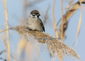 Δεντροσπουργιτης (Passer montanus) στη λιμνοθαλασσα Ωρωπου