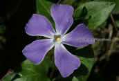 Ωρωπος, Vinca major