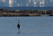 Νεαρος γερανος (Grus grus) στη λιμνοθαλασσα Ωρωπου