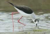 Καλαμοκανας(Himantopus himantopus) στη λιμνοθαλασσα Ωρωπου