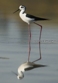 Καλαμοκανας(Himantopus himantopus) στη λιμνοθαλασσα Ωρωπου