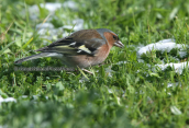 Σπινος (Fringilla coelebs)
