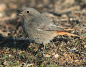 Καρβουνιαρης (Phoenicurus ochruros) στο παρκο Αντωνης Τριτσης