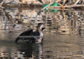 Λαγγονα (Phalacrocorax pygmeus) στο παρκο Αντωνης Τριτσης στην Αθηνα