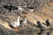 Λαγγονα (Phalacrocorax pygmeus), πανω αριστερα, στο παρκο Αντωνης Τριτσης στην Αθηνα