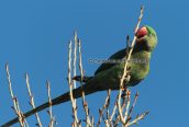Παπαγαλος (Psittacula eupatria) στο παρκο Αντωνης Τριτσης στην Αθηνα
