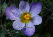 Κροκος (Crocus sieberi atticus) στη Παρνηθα