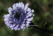 Στουρεκι (Globularia alypum), στη Παρνηθα
