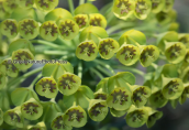Euphorbia characias, στη Παρνηθα