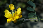 Coronilla valentina, στη Παρνηθα