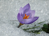 Κροκος, (Crocus sieberi ssp. atticus) ξεπροβαλλει μεσα απο το χιονι στη Παρνηθα