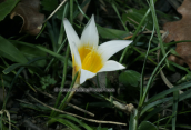 Παρνηθα, Romulea bulbocodium