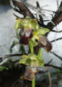Ορχιδεα (Ophrys fusca) στη Παρνηθα