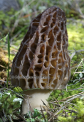 Μανιταρι (Morchella sp.) στη Παρνηθα
