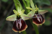 Ορχιδεα (Ophrys aesculapii) στη Παρνηθα