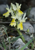 Ορχιδεα (Orchis pauciflora) στη Παρνηθα