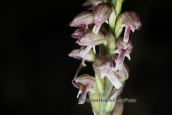 Ορχιδεα (Neotinea maculata) στη Παρνηθα