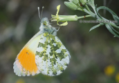 Πεταλουδα (Anthocharis gruneri) στη Παρνηθα