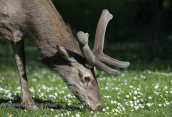 Αρσενικο ελαφι (cervus elaphus) στη Παρνηθα