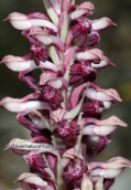 Ορχιδεα (Anacamptis coriophora subsp. fragrans) στη Παρνηθα