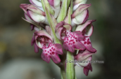Ορχιδεα (Anacamptis coriophora subsp. fragrans) στη Παρνηθα