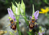 Ορχιδεες (Ophrys oestrifera) στη Παρνηθα