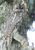 Χουχουριστης (Strix aluco) στη Παρνηθα