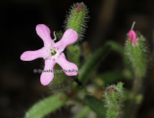 Saponaria calabrica στη Παρνηθα