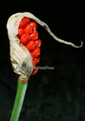Arum maculatum στη Παρνηθα