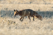 Αλεπου (Vulpes vulpes) στη Παρνηθα