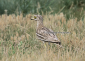 Πετροτουρλιδα (Burhinus oedicnemus) στη περιοχη του Πορτο λαγους