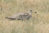 Πετροτουρλιδα (Burhinus oedicnemus) στη περιοχη του Πορτο λαγους