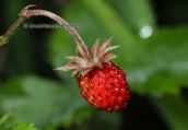 Αγριοφραουλα (Fragaria vesca)