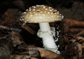 Μανιταρι (Amanita pantherina)