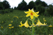 Λιβαδι με κιτρινους κρινους (Lilium rhodopaeum)