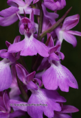 Ορχιδεα (Orchis palustris) στο Σχινια