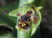 Ορχιδεα (Ophrys umbilicata subsp. attica) στο Σουνιο